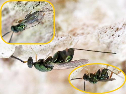 Toryminae